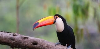 Ile pali Tucano 320?